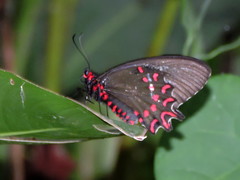 Parides photinus
