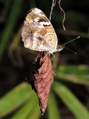 Pale-banded Crescent