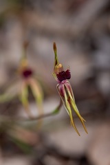 Caladenia ensata