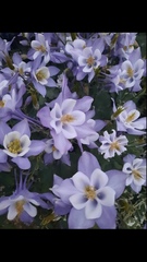 Aquilegia coerulea coerulea