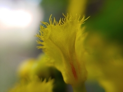 Stigmaphyllon jatrophifolium