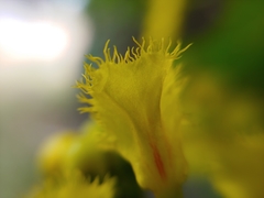 Stigmaphyllon jatrophifolium