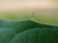 Stigmaphyllon jatrophifolium