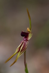 Caladenia ensata