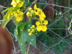 Stigmaphyllon jatrophifolium