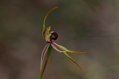 Caladenia ensata