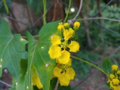 Stigmaphyllon jatrophifolium