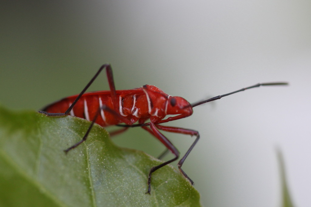 St. Andrew's Cotton Stainer from Port au Prince, Haiti on May 27, 2012 ...