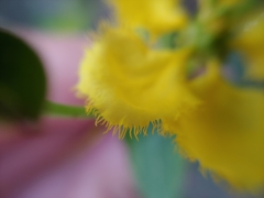 Stigmaphyllon jatrophifolium