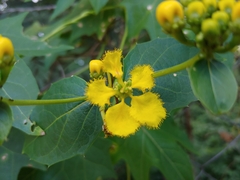 Stigmaphyllon jatrophifolium