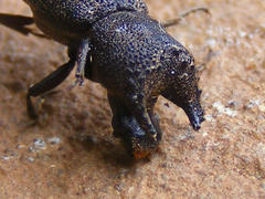 Bostrychoplites cornutus