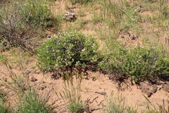 Phymaspermum parvifolium