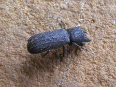 Bostrychoplites cornutus
