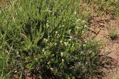 Phymaspermum parvifolium