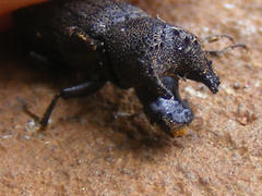 Bostrychoplites cornutus