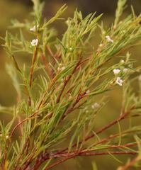 Coleonema calycinum