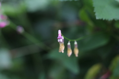Vicia dumetorum