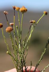Phymaspermum parvifolium