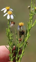 Phymaspermum parvifolium