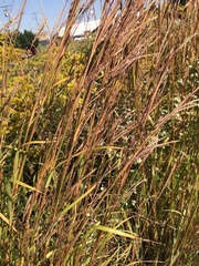 Andropogon gerardi