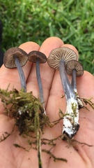 Entoloma