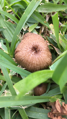 Entoloma