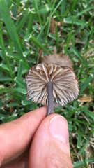 Entoloma