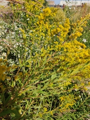 Solidago