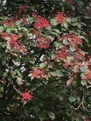 Viburnum