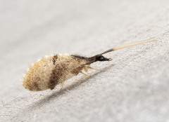 Sympherobius barberi