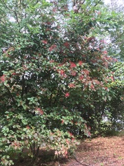 Viburnum