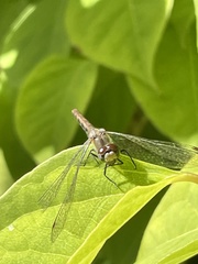 Sympetrum
