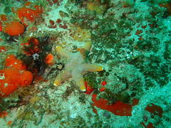 Callopatiria formosa