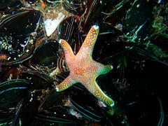 Callopatiria formosa