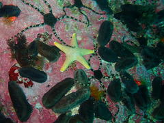 Callopatiria formosa