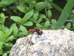 Sympetrum eroticum eroticum