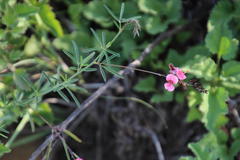 Indigofera punctata