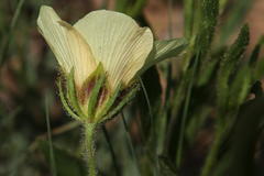 Hibiscus microcarpus