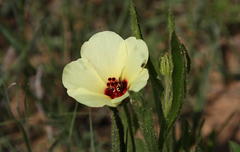 Hibiscus microcarpus