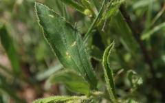 Hibiscus microcarpus