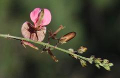 Indigofera punctata