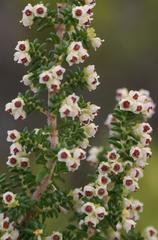 Erica arenaria