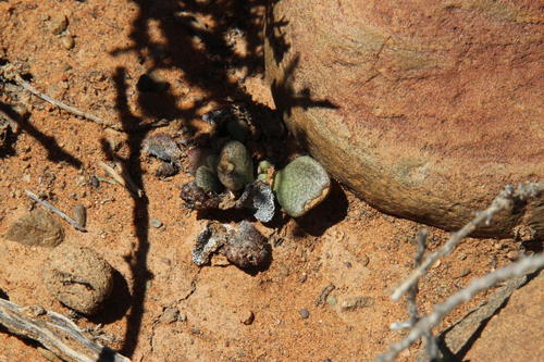 Aloinopsis rosulata
