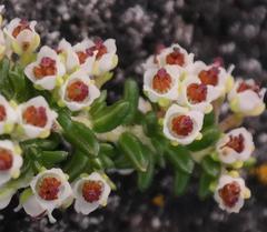 Erica arenaria