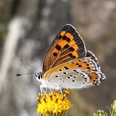 Lycaena panava
