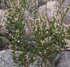 Erica arenaria