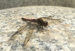 Sympetrum frequens
