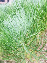 Athanasiinae