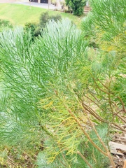 Athanasiinae