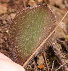 Eriospermum pubescens